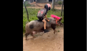 A kid with a helmet riding a pig